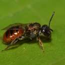 Image of Lasioglossum punctatum (Smith 1858)