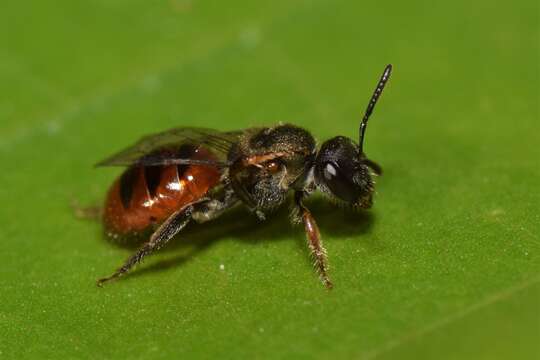 Plancia ëd Lasioglossum punctatum (Smith 1858)