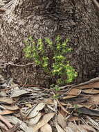 Image of Pimelea hewardiana Meissn.