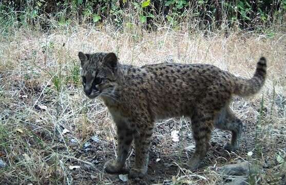 Image of Leopardus guigna tigrillo (Schinz 1844)