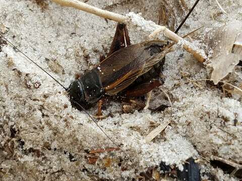 Image of Sand Field Cricket