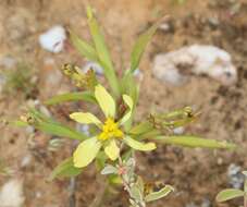 Image of Moraea knersvlaktensis Goldblatt