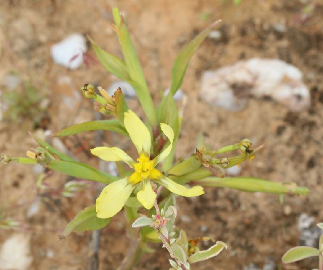 Image of Moraea knersvlaktensis Goldblatt