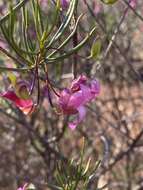 Imagem de Eremophila alternifolia R. Br.