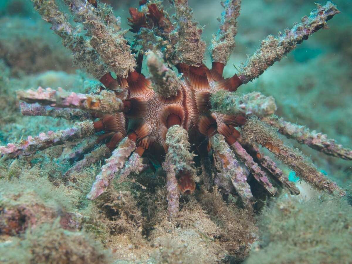 Image of blade-tipped tiara-urchin