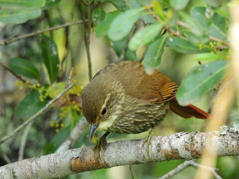 Image of Buff-browed Foliage-gleaner