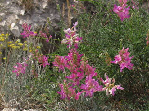 Plancia ëd Hedysarum cretaceum DC.