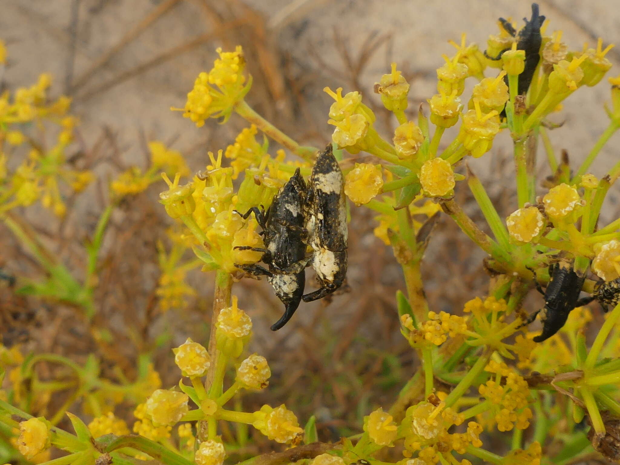 Слика од Lixus cylindrus Gültekin 2010