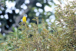 Image of Grey-chinned Minivet