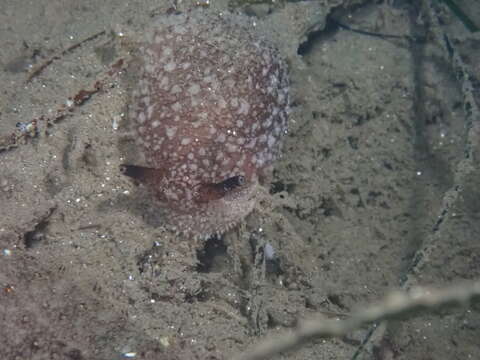 Imagem de Pleurobranchaea californica MacFarland 1966