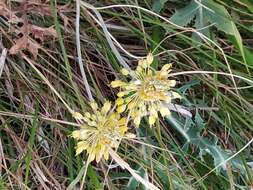 Image of Allium flavum subsp. flavum