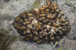 Image of Cauliflower Coral