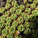 Plancia ëd Valeriana sedifolia d'Urv.