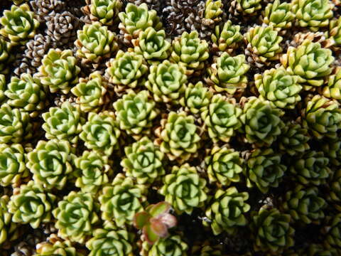 Image de Valeriana sedifolia d'Urv.