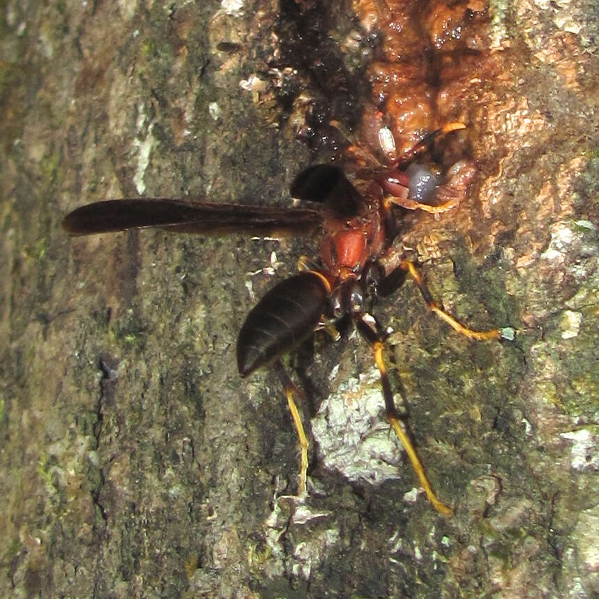 Image of Polistes annularis (Linnaeus 1763)