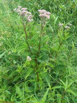 Image of queen of the meadow