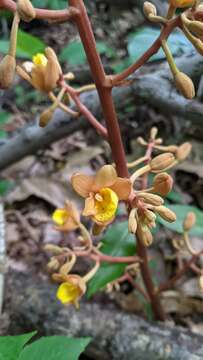 Image of Cyrtosia septentrionalis (Rchb. fil.) Garay