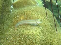 Image of Lubbock&#39;s combtooth-blenny