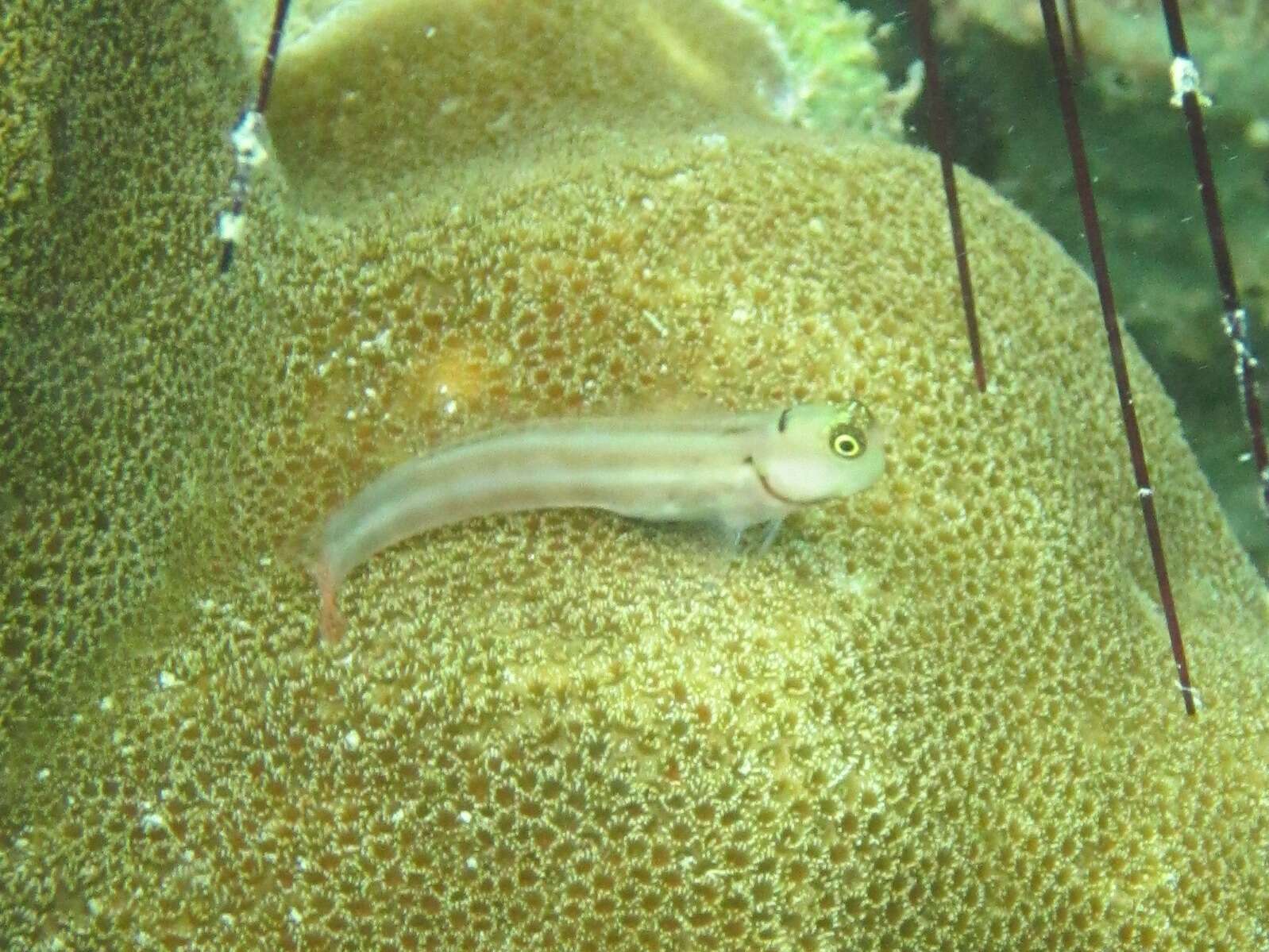 Image of Lubbock&#39;s combtooth-blenny