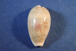 Image of mistaken cowrie