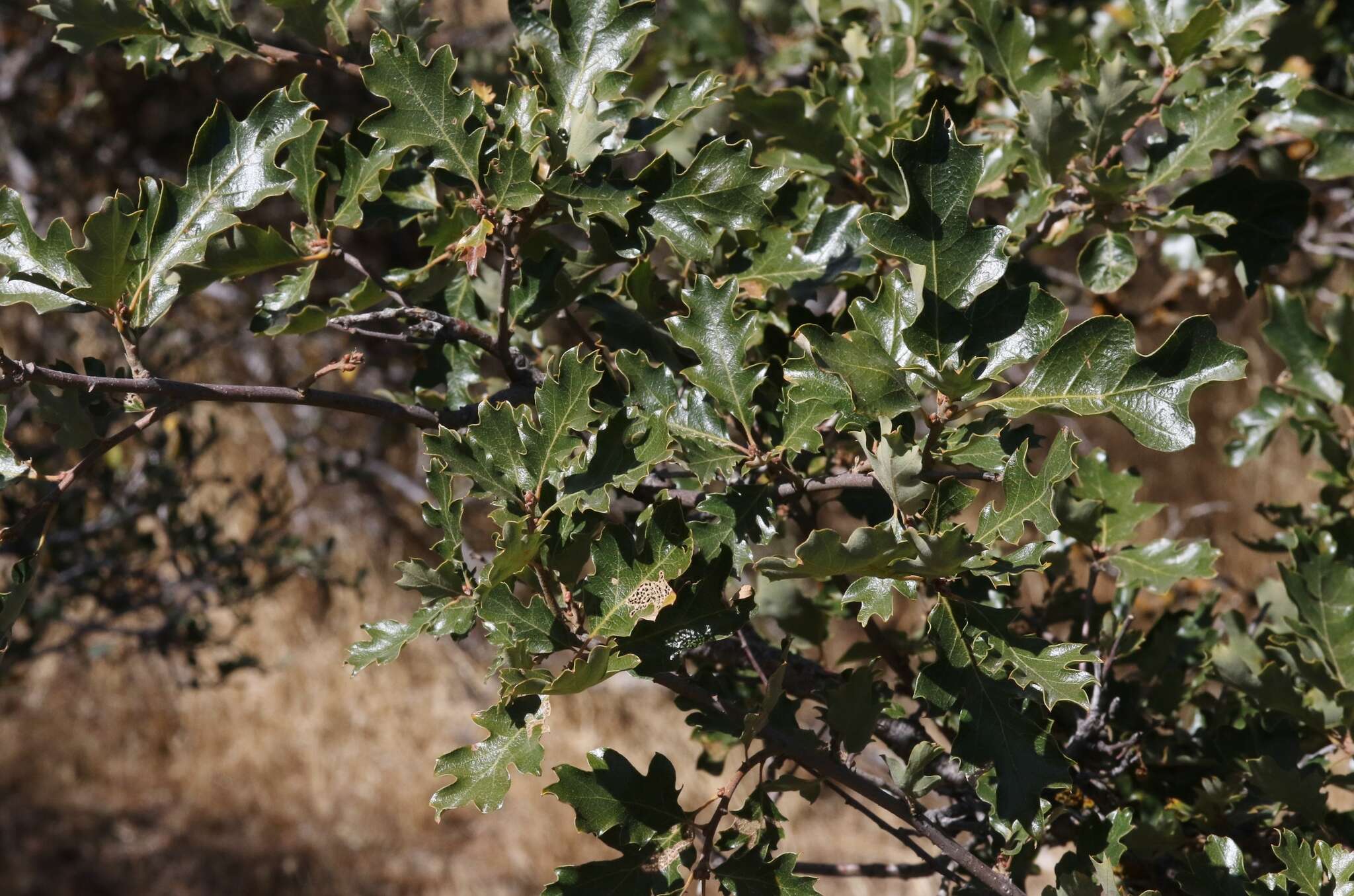 Image of Oregon white oak