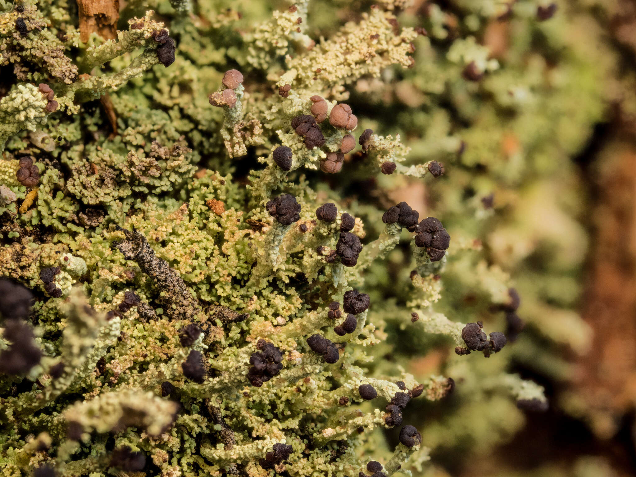 Plancia ëd Cladonia parasitica (Hoffm.) Hoffm.