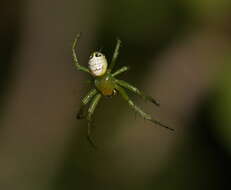 Image of Bijoaraneus praesignis (L. Koch 1872)