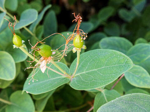 Image of Hypericum hircinum subsp. hircinum