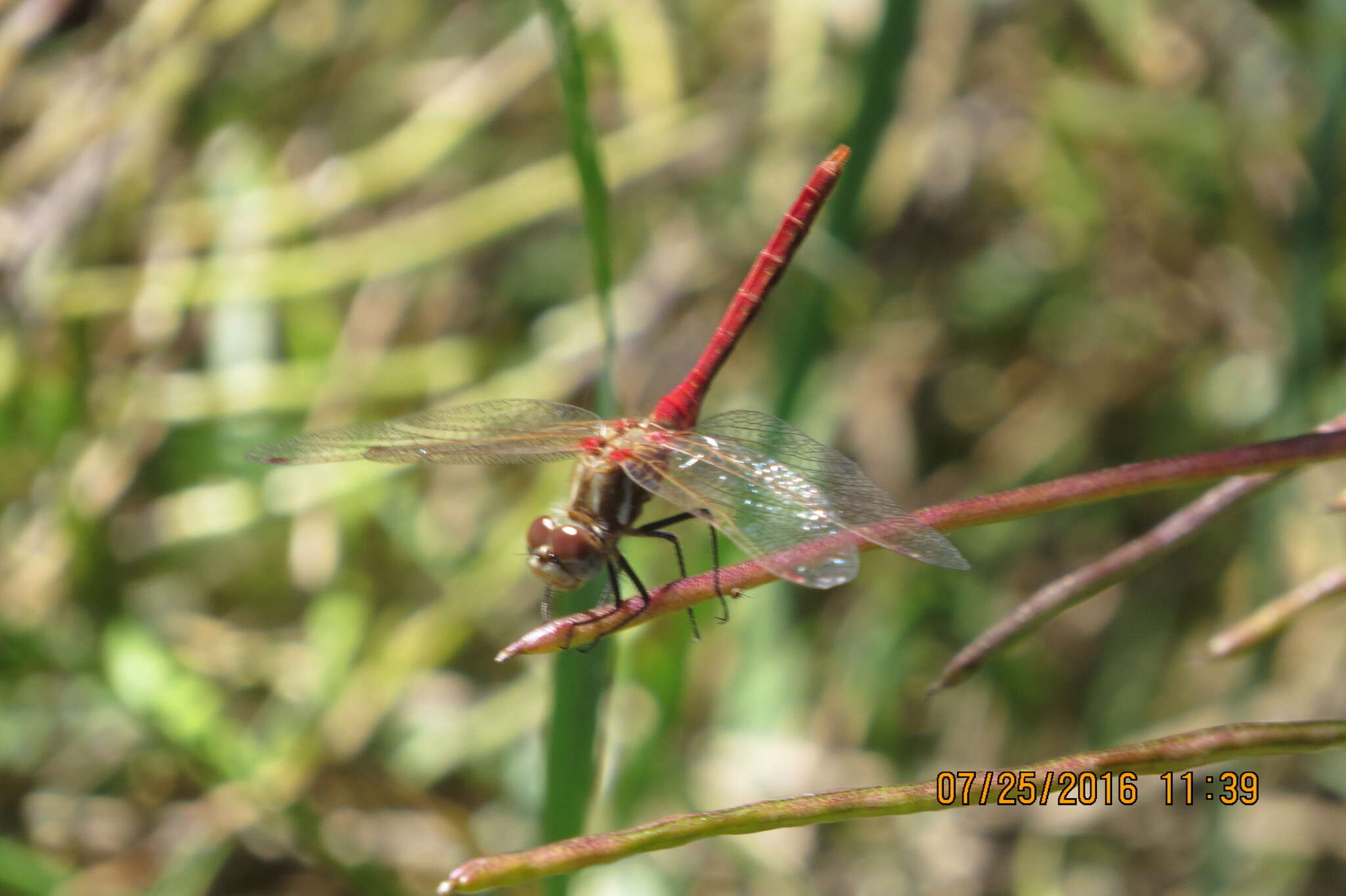 Image of Striped Meadowhawk