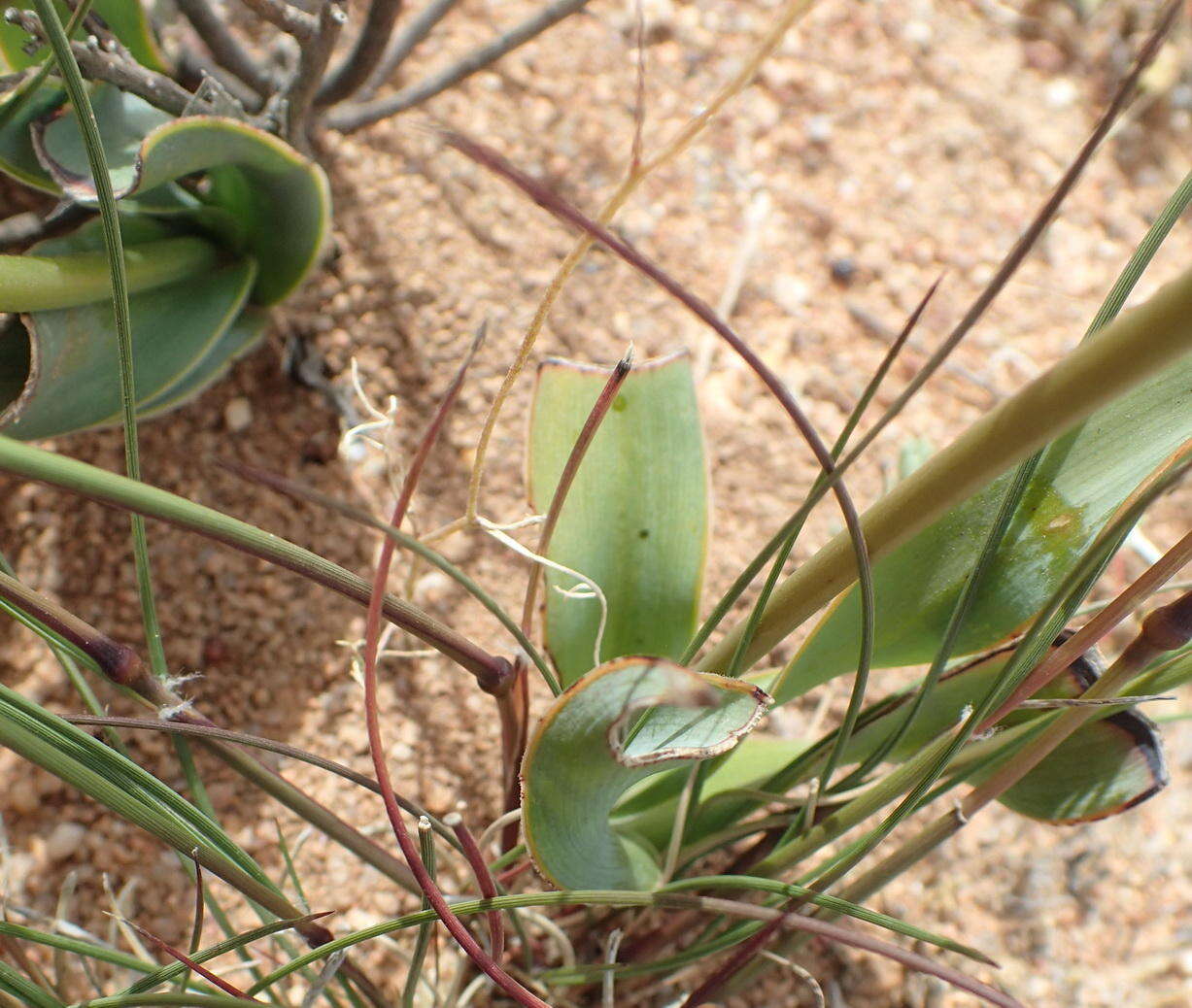 Image of Chlorophytum crassinerve (Baker) Oberm.