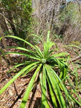 Imagem de Pandanus analamerensis Huynh