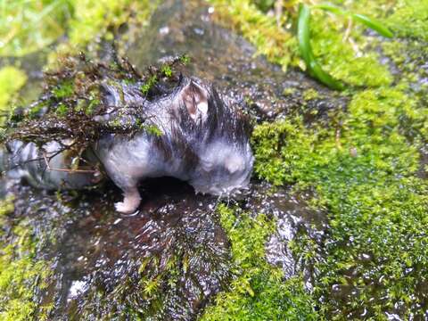 Image of white-footed vole