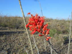 Image of ocotillo