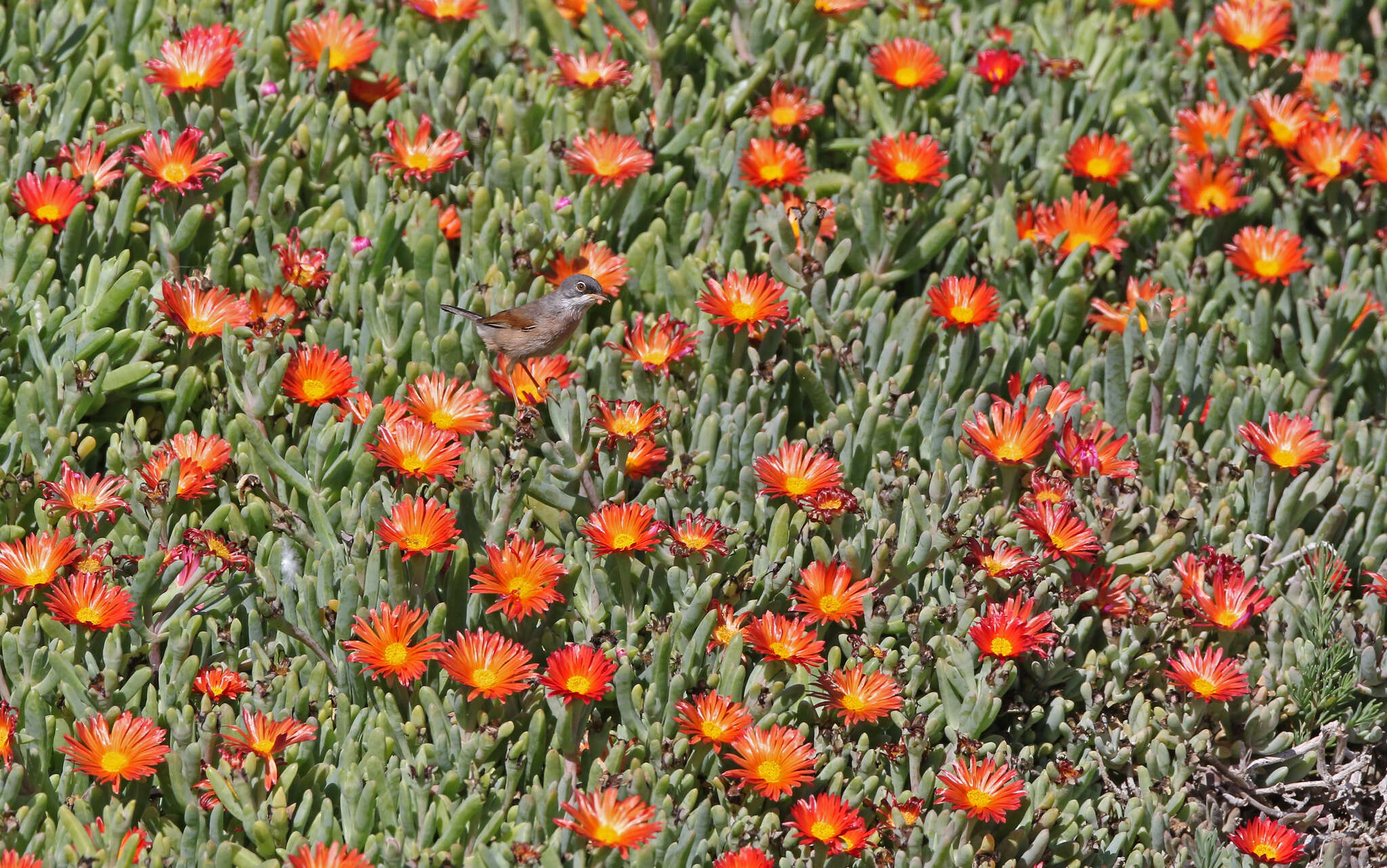 Image of Curruca conspicillata orbitalis (Wahlberg 1854)