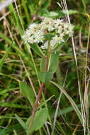 Image of Hylotelephium pallescens (Freyn) H. Ohba