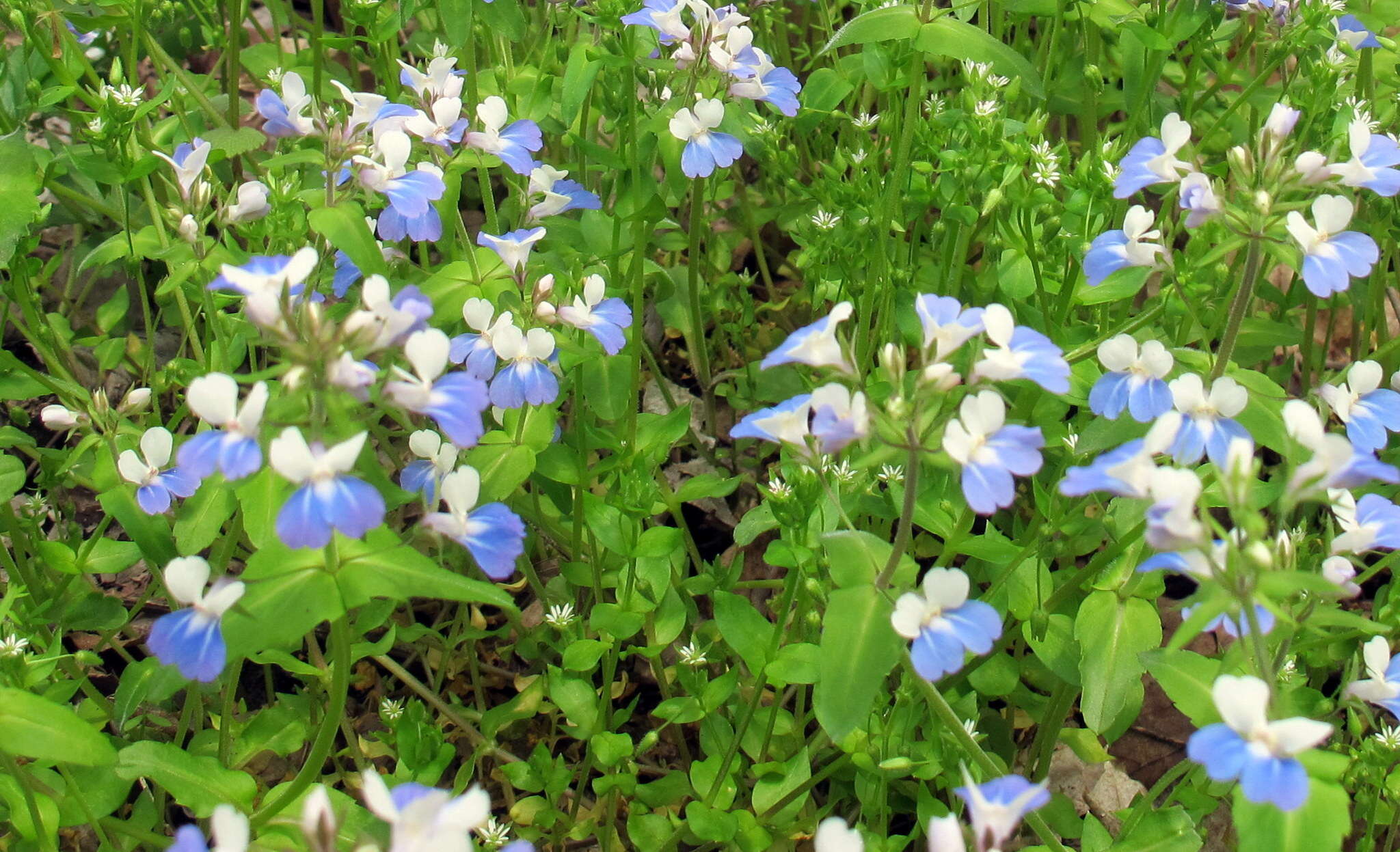 Image of spring blue eyed Mary