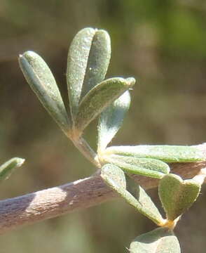 Sivun Wiborgia obcordata (P. J. Bergius) Thunb. kuva