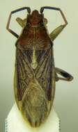 Image of Maccevethus corsicus Signoret 1862