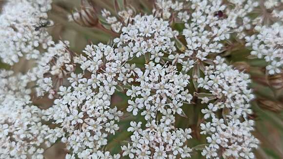 Image of Daucus carota subsp. azoricus Franco