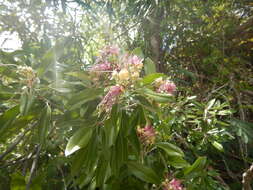 Image of Capparis cynophallophora L.