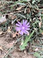 Image of Lactuca tenerrima Pourr.