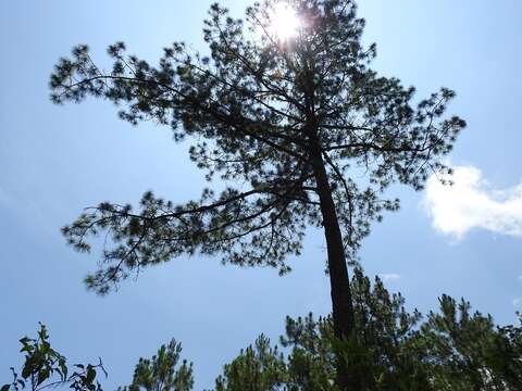 Image of Thin-leaf Pine