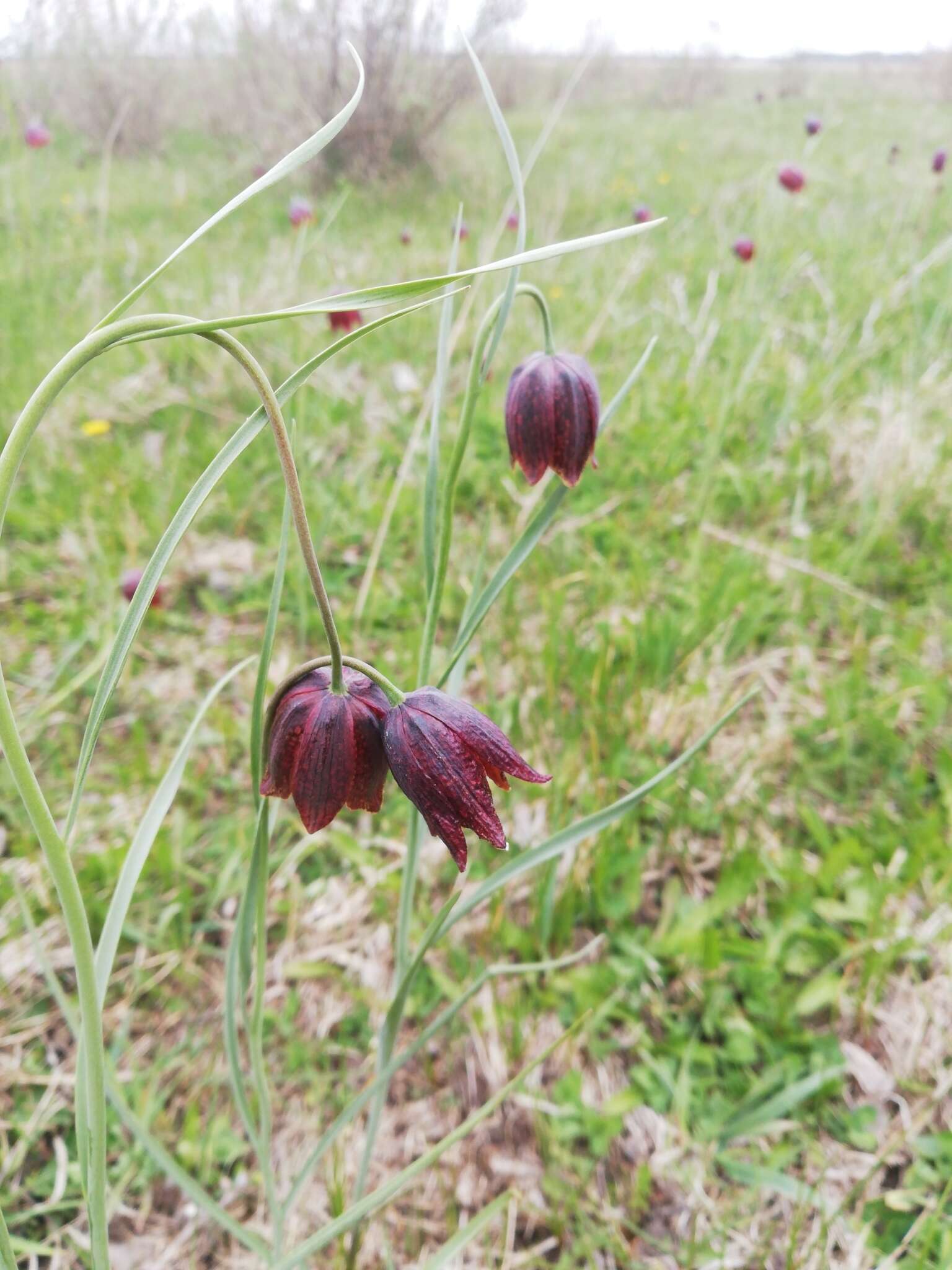 Fritillaria meleagroides Patrin ex Schult. & Schult. fil. resmi