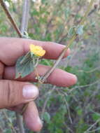 Слика од Abutilon abutiloides (Jacq.) Garcke