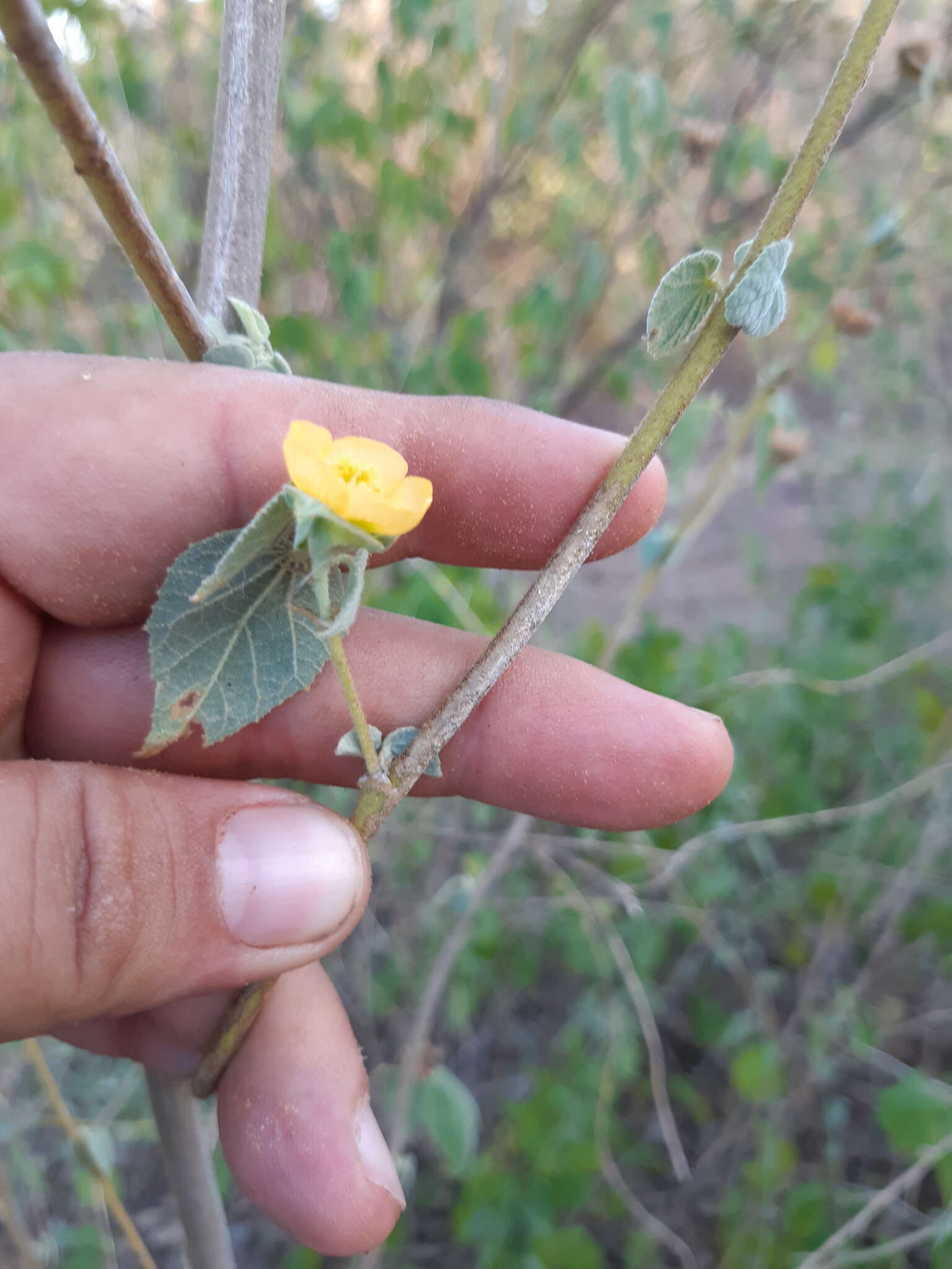 Слика од Abutilon abutiloides (Jacq.) Garcke