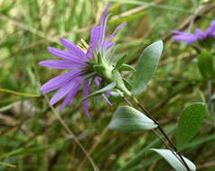 Image of western silver aster
