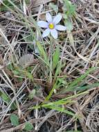 Image of Miami blue-eyed grass