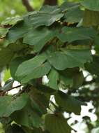 Image of Bauhinia foveolata Dalzell