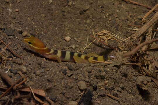 Image of Desert Banded Gecko