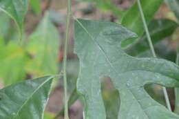 Image de Artocarpus hypargyreus Hance ex Benth.